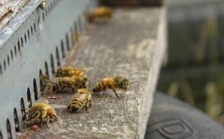 蜜蜂的冬季管理（蜜蜂的冬季管理措施）