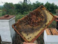 蜜蜂槽虫危害（蜜蜂的巢虫怎么治）