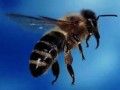 高加索蜜蜂养殖优缺点（高加索蜜蜂养殖优缺点和优点）