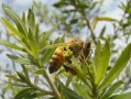 蜜蜂从什么树采蜂胶（蜜蜂在什么上采蜜）