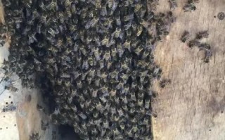 蜜蜂很多黑蜂是什么（蜜蜂出现很多黑蜂是什么预兆）