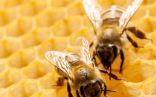 蜜蜂产多少蜂蜜（蜜蜂能产多少蜂蜜）