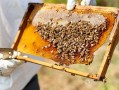 一群蜜蜂生产多少蜡（一群蜜蜂一年能产多少蜜）