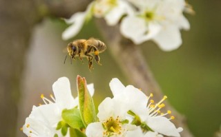 春季蜜蜂蜂蛮防范（春季蜜蜂凶）