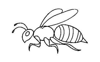 蜜蜂的精神是什么样的图片（蜜蜂的精神是什么样的图片简笔画）