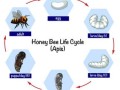 蜜蜂的发育周期（蜜蜂的发育周期是多少）