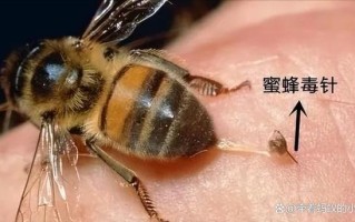 蜜蜂功效（蜜蜂功效有哪些）