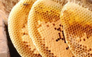 蜜蜂腊能吃吗（蜜蜂蜂蜡能吃吗）