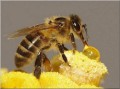 能酿造蜂蜜的蜜蜂有几种（能酿蜜的蜜蜂有几种?）