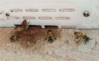 中蜂门口蜜蜂吹风（中午蜜蜂在巢门口扇风怎么处理）