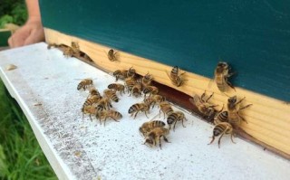 缺蜜期间蜜蜂怎么喂（蜜蜂缺蜜怎么饲喂）