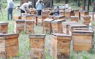山东哪个地方出售蜜蜂蜂群（山东蜜蜂养殖基地）