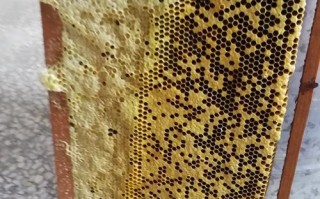 蜜蜂离脾是什么症状（蜜蜂离群后会怎么样?）