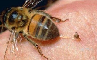 怎样清除蜜蜂毒素（祛除蜜蜂的最佳技术和方法）