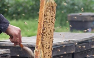 蜂箱清理蜜蜂拼命吸蜂蜜（清理蜂箱的方法）
