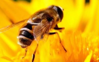 蜜蜂春繁喂蜂蜜好吗（蜜蜂春繁需喂什么营养品）