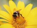 蜜蜂吃水蜜还是吃成熟蜜（蜜蜂吃蜂蜜还是花蜜?）
