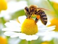 蜜蜂的作用有什么作用（蜜蜂的作用是）
