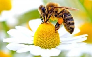 蜜蜂的作用有什么作用（蜜蜂的作用是）