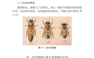 农业部引进蜜蜂品种（农科院蜜蜂良种介绍）