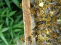 蜜蜂秋季管理技巧（蜜蜂立秋后管理技术）