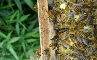 蜜蜂秋季管理技巧（蜜蜂立秋后管理技术）