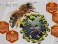 蜜蜂生物碱中毒（碱性蜂毒）