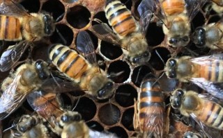 什么蜜蜂才有蜂蜜（哪种蜂有蜜）