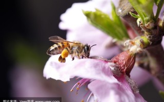 蜜蜂是怎么采花蜜的（蜜蜂是如何采蜜的呢）
