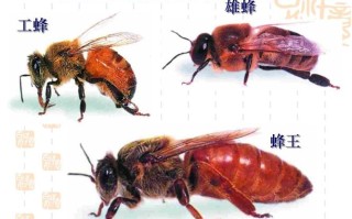 一窝蜜蜂要多少雄蜂（一窝蜜蜂有几个雄蜂）