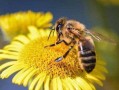 蜜蜂夏天没有蜜（蜜蜂夏天没有蜜蜂吗）