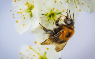 蜜蜂与花的关系（你对蜜蜂了解多少?蜜蜂和花朵的关系）