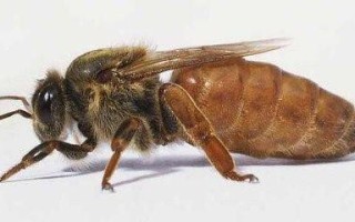 蜂王死了蜜蜂会产蜂王吗（蜂王死了蜜蜂还采蜜吗?）