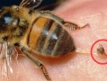 蜜蜂刺功效（蜜蜂刺有毒吗?）