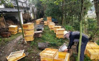 蜜蜂养殖需投资多少钱（蜜蜂养殖需投资多少钱呢）