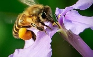 蜜蜂花粉存哪里（蜜蜂花粉怎么使用何时使用?）