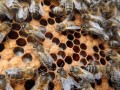 蜜蜂细菌多吗（蜜蜂细菌多吗为什么）