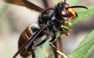 胡蜂蜜蜂（胡蜂蜜蜂体型）