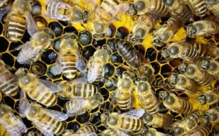 蜜蜂如何快壮大蜂群（蜜蜂如何快速发展强群?）