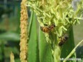 蜜蜂给农作物和蔬菜授粉（蜜蜂给农作物和蔬菜授粉的作用）