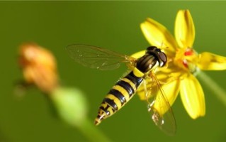 蜜蜂快速祛斑小窍门（蜜蜂快速祛斑小窍门是什么）