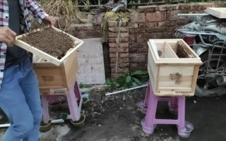 蜜蜂人工分蜂箱（蜜蜂人工分蜂箱怎么做）