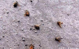 蜜蜂秋下死亡（秋季蜜蜂大量死亡是为什么）