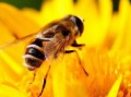 蜜蜂春繁需喂什么营养品（蜜蜂春繁注意事项）