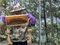 土同养野蜜蜂（农村土蜜蜂养殖技术）