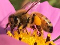 蜜蜂吃的是什么（蜜蜂主要吃什么?）