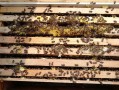 黑龙江的蜜蜂如何过冬（东北蜜蜂越冬）