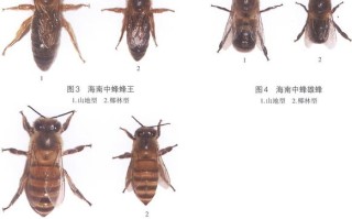 蜜蜂种类分图片（蜜蜂种类大全图片）