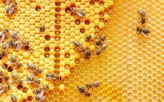 蜜蜂集结素的成分（蜂群集结）