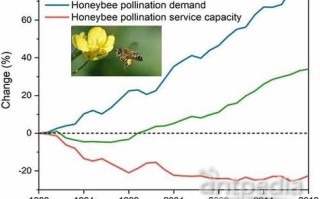 蜜蜂在全球的总数量有多少（蜜蜂 数量）